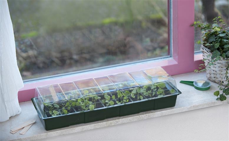 Tavă de germinare pentru fereastră