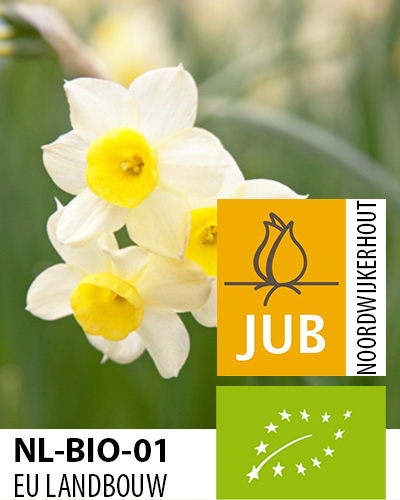 Virághagyma BIO Nárcisz Minnow 5 db JUB