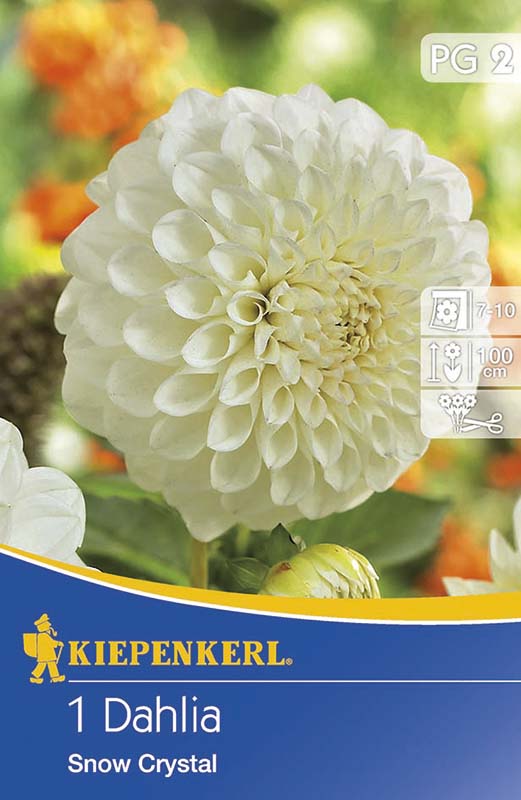 Bulbi de flori Kiepenkerl Dhalie  Snow Crystal 1 buc