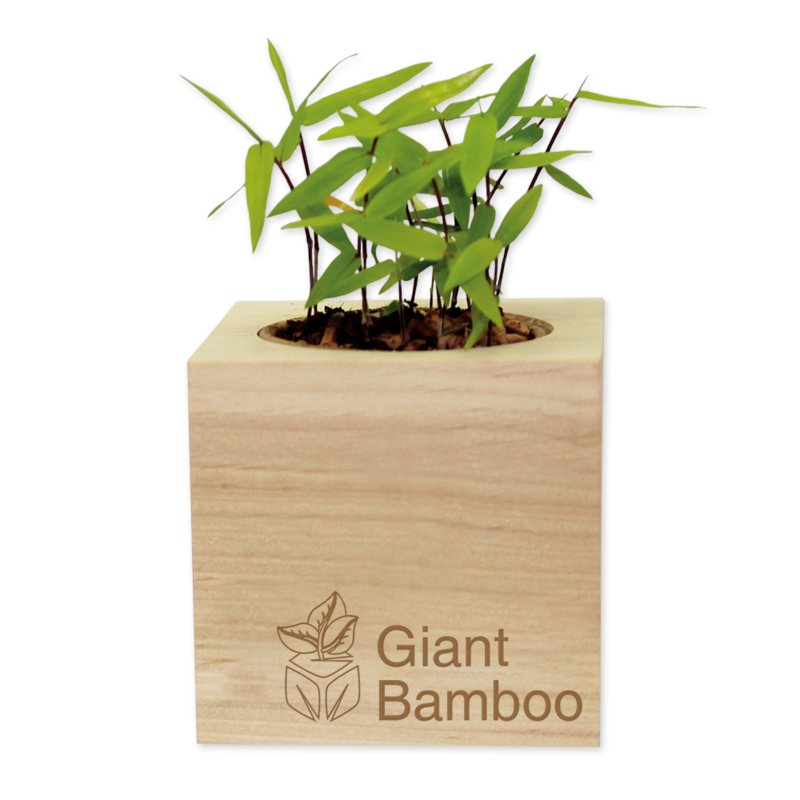 ecocube-Oriatic bamboo
