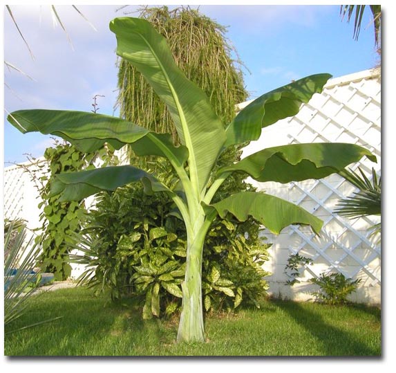 Bananier (Ensete glaucum) 5 seminţe