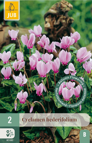 Virághagyma Ciklámen (Cyclamen hederifolium) 2 db JUB