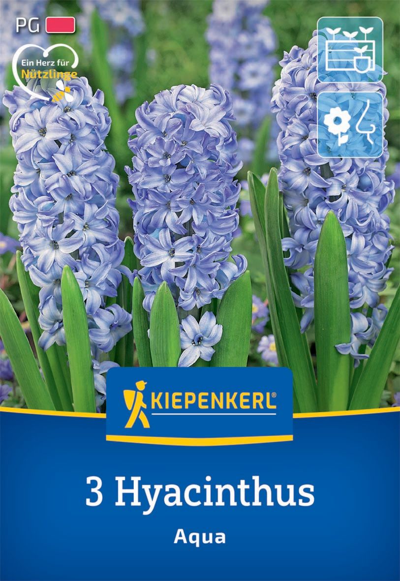Virághagyma Jácint Aqua Kiepenkerl 3 db