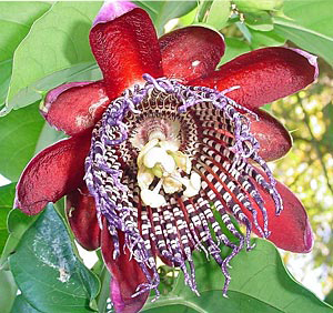 Floare de pasiune uriașă (Passiflora quadrangularis) 5 semințe