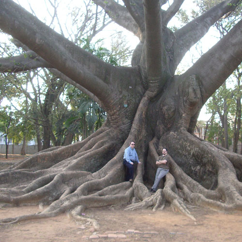 Copac Kapok (Ceiba pentandra) 5 semințe