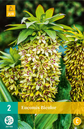 Virághagyma Eucomis Bicolor (Üstökliliom) 2 db JUB