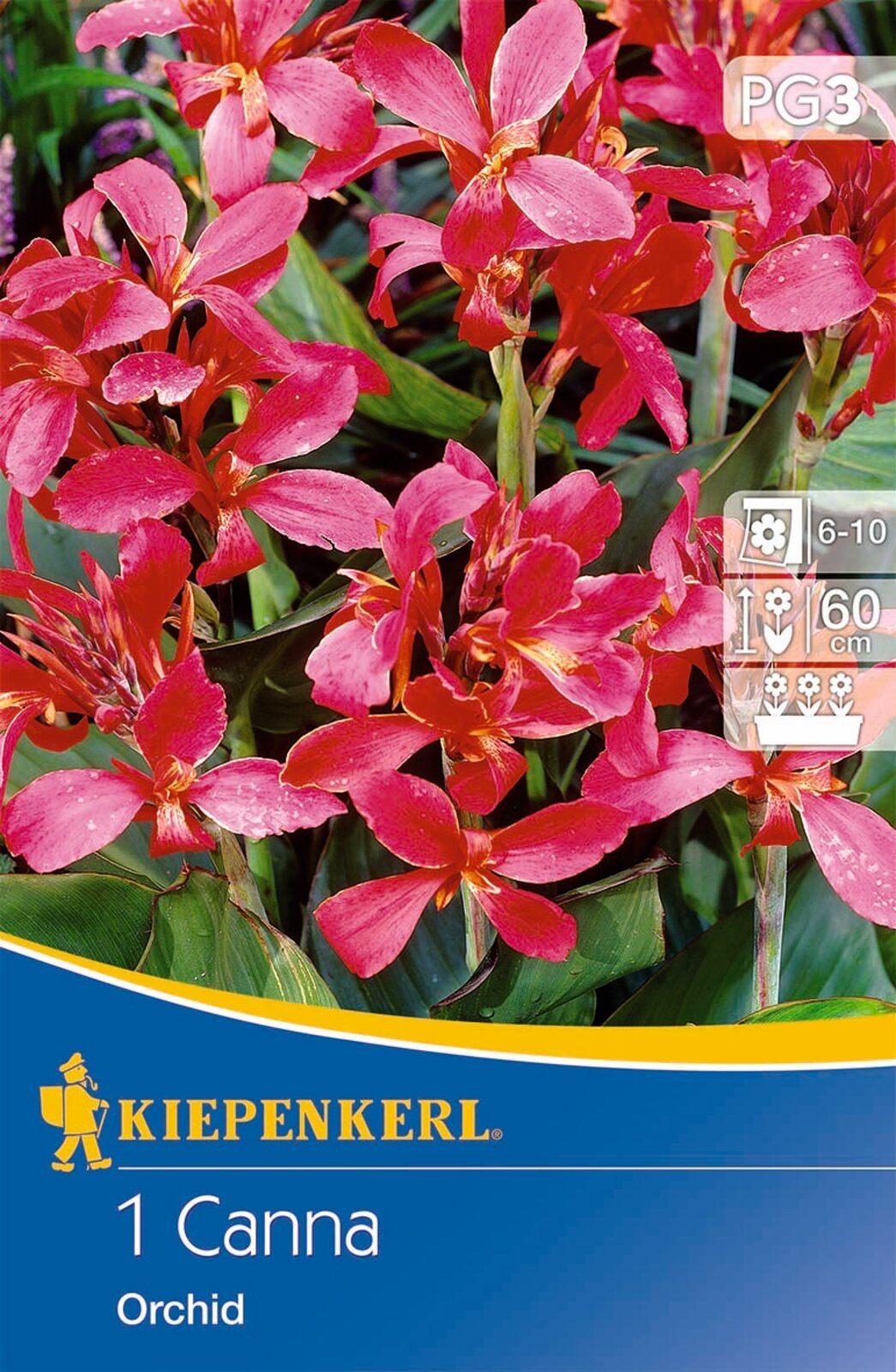 Bulb Dwarf Canna Orchid (pink) Kiepenkerl 1 pc