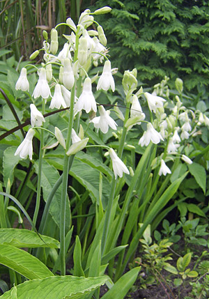 Zambilă de vară (Ornithoganum cadicans) 5 semințe