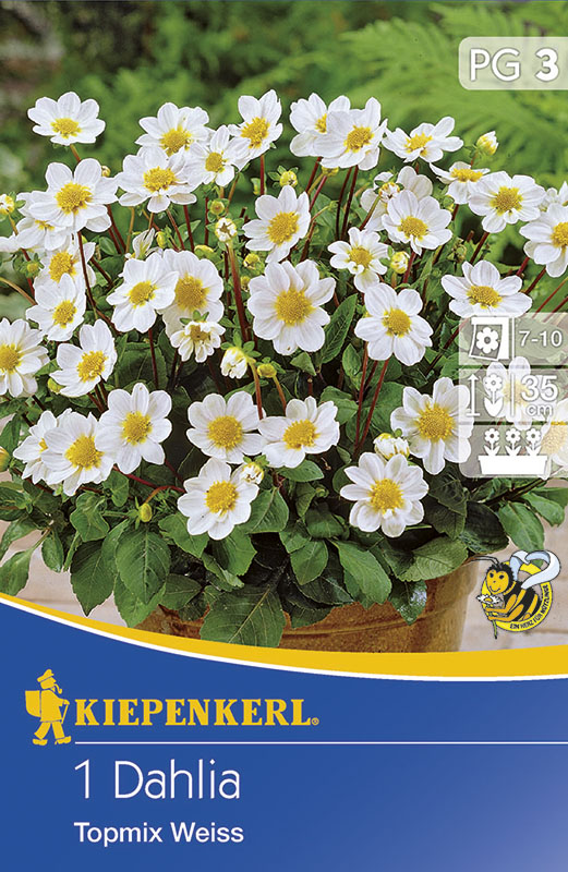 Bulbi de flori Kiepenkerl Dhalie Topmix alb 1 buc