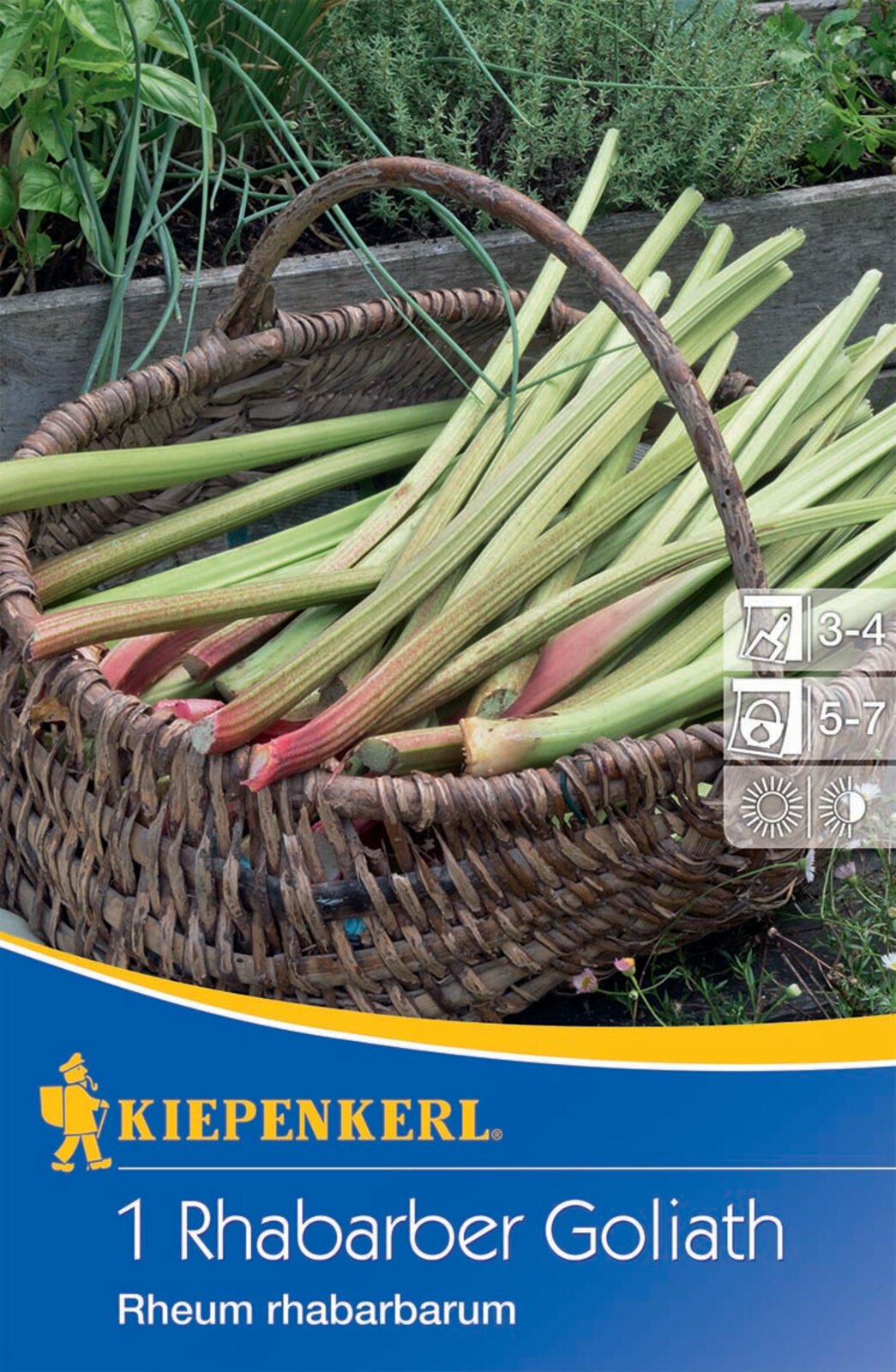 Rabarbăr Goliat Kiepenkerl 1 plantă