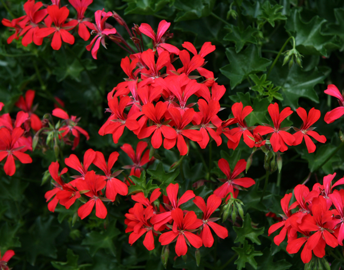 Geranium și plante anti-țânțari - plante târâtoare, amestec de răsadurii 6 bucăți