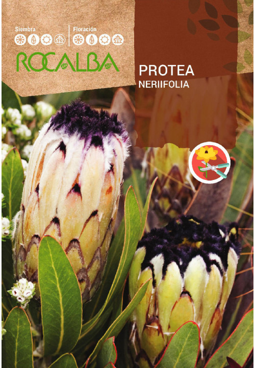 Cukorcserje Nerifolia ( Protea nerifolia) Rocalba 6 szem