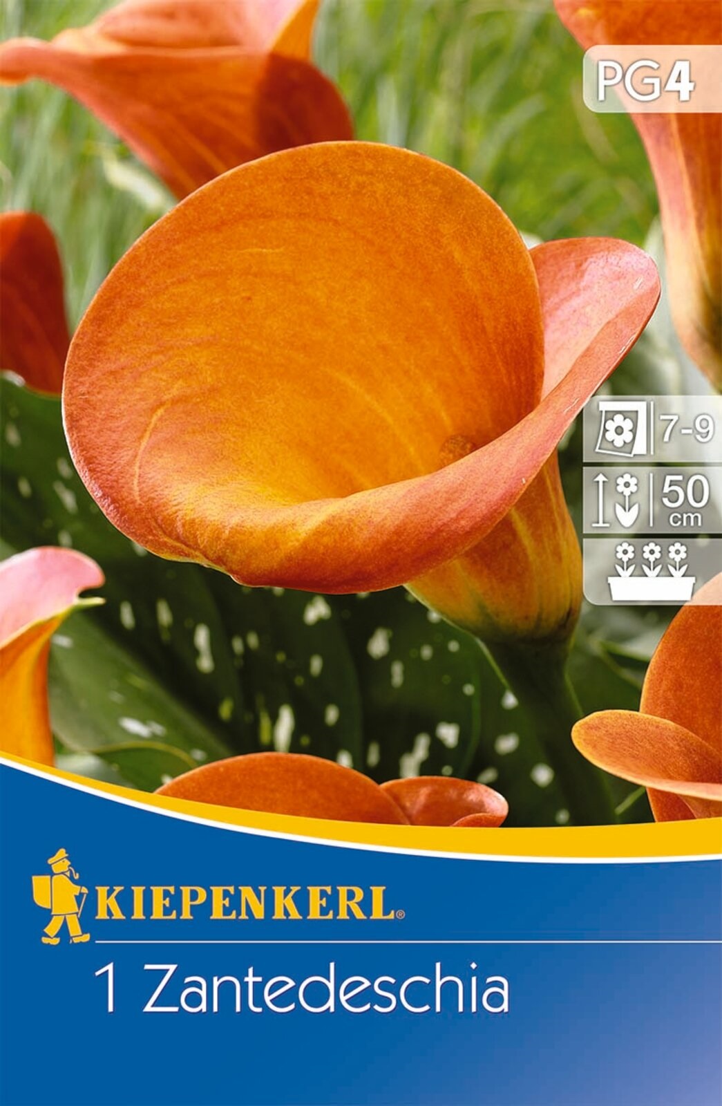 Virághagyma Kála (Zantedeschia) orange (narancssárga) Kiepenkerl 1 db