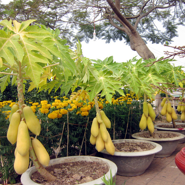 Papaya (Carica Papaya) 5 seminţe