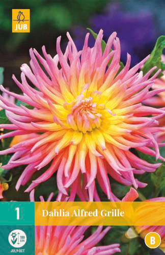 Bulb Dahlia Alfred Grilă 1 bucată JUB