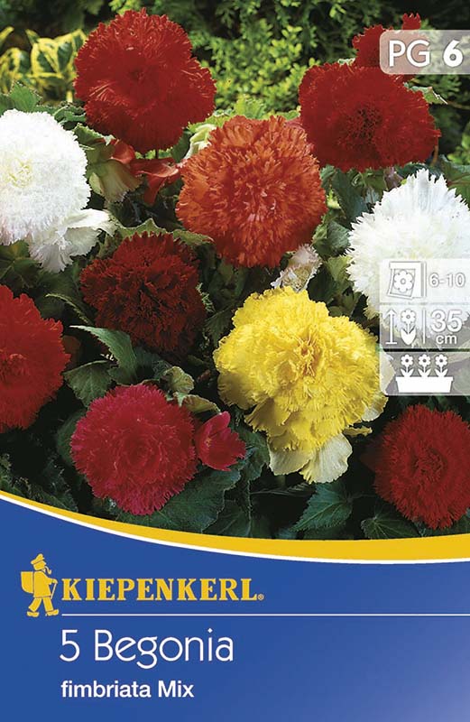 Bulbi de flori Kiepenkerl Begonie tuberoasă (cu franjuri) 6 buc