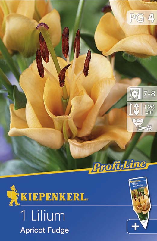 Bulbi de flori Kiepenkerl Liliom Apricot Fudge 1 buc