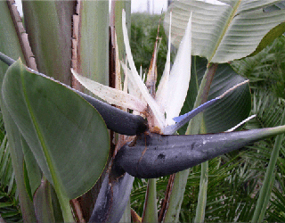 Kék papagájvirág (Strelitzia nicolai) 5 szem